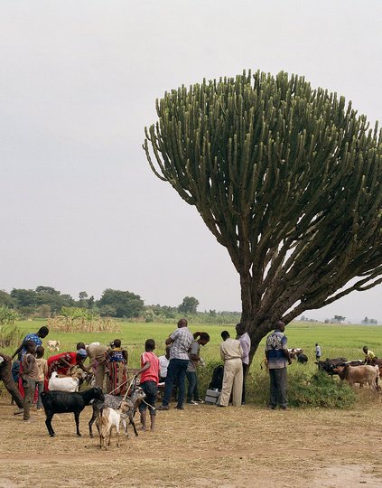 Dr. Laura Lydia Adong (khaki overalls), a veterinary officer in Uganda, vaccinates farm animals against anthrax. PATH helps governments apply a One Health approach to guard against climate-driven zoonotic disease outbreaks. Photo: PATH/BBCStoryWorks.