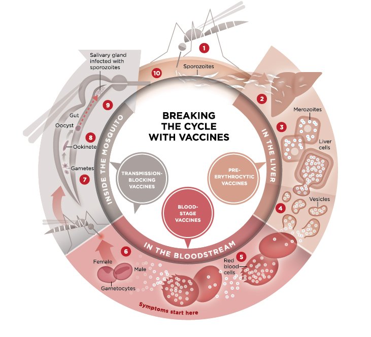 The malaria parasite life cycle.