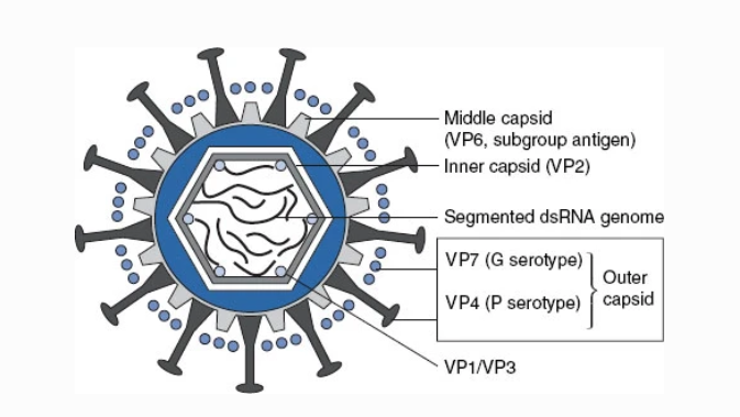 The ’G’ and ‘P’ proteins on the outer layer (capsid) of rotavirus  vary by rotavirus type. Image: Grimwood, Lambert, Milne.